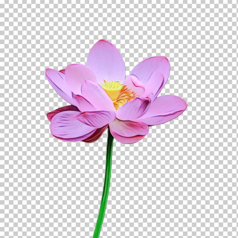 Sacred Lotus Plant Stem Cut Flowers Petal Flower PNG, Clipart, Biology, Cut Flowers, Flower, Lotusm, Paint Free PNG Download