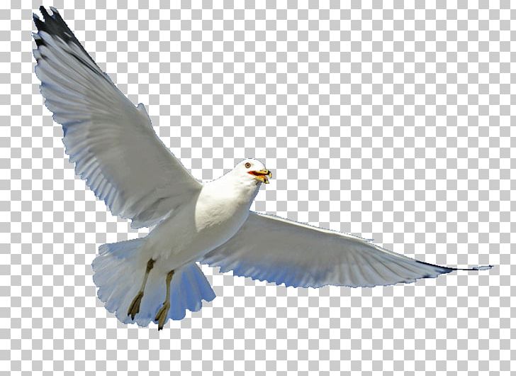 Gulls Bird Parrot Beak Feather PNG, Clipart, Animals, Beak, Bird, Charadriiformes, Dandruff Free PNG Download