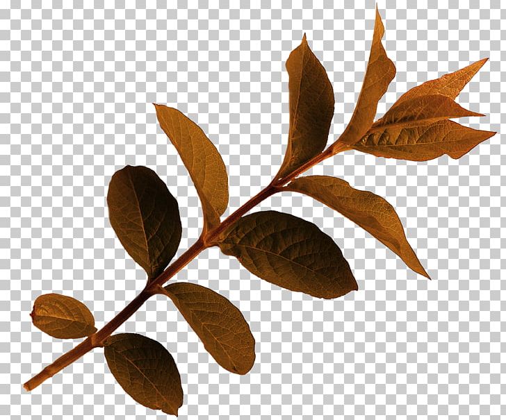 Leaf PNG, Clipart, Autumn, Branch, Cut Flowers, Leaf, Lilium Free PNG Download