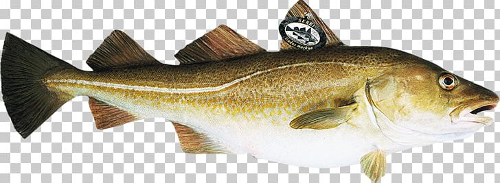 Norway Atlantic Cod Skrei Fish PNG, Clipart, Animal Figure, Atlantic Cod, Atlantic Halibut, Boreogadus Saida, Cod Free PNG Download