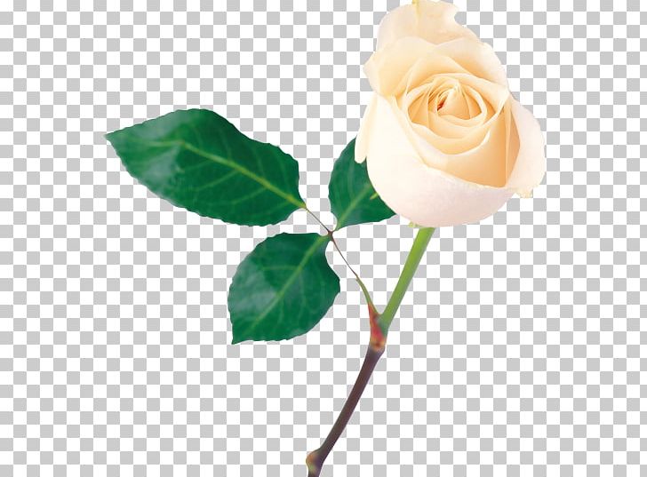 Rose Flower White PNG, Clipart, Background White, Black White, Cut Flowers, Display Resolution, Download Free PNG Download