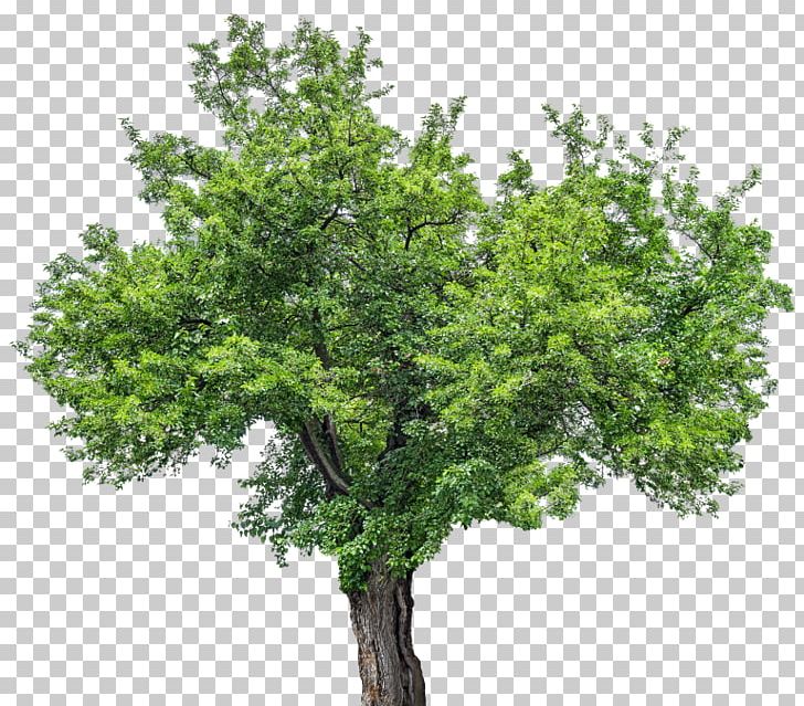 Tree Stock Photography Red Mulberry PNG, Clipart, Branch, Deciduous, Evergreen, Maple, Mulberry Free PNG Download