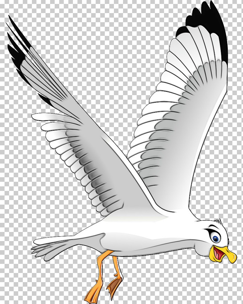 Feather PNG, Clipart, Beak, Bird, Feather, Gull, Paint Free PNG Download