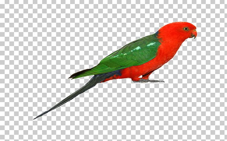 Budgerigar Parrot Bird Macaw Pet PNG, Clipart, Animals, Beak, Bird, Budgerigar, Cat Free PNG Download
