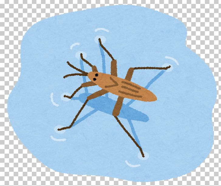 Fly Insect Water Striders アメンボ類 True Bugs PNG, Clipart, Ame, Aquatic Insect, Arthropod, Biology, Fly Free PNG Download