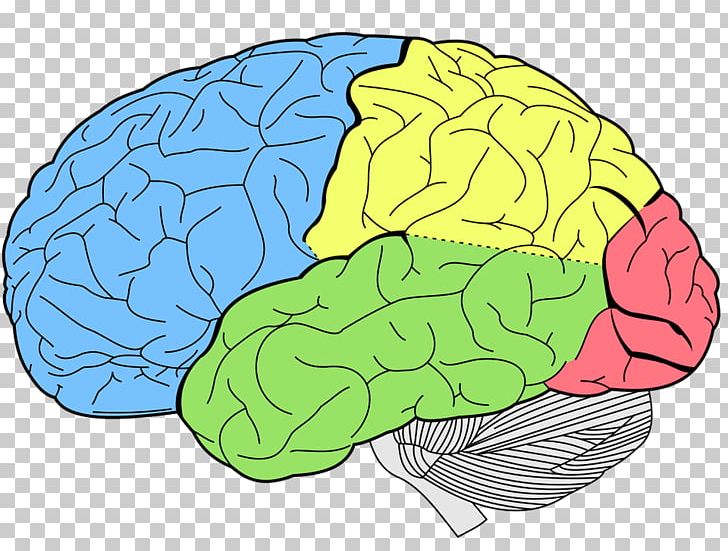 Lobes Of The Brain Temporal Lobe Frontal Lobe Human Brain PNG, Clipart, Anatomy, Area, Brain, Brain Mapping, Cerebrum Free PNG Download