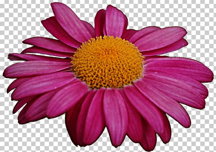 Marguerite Daisy Chrysanthemum Daisy Family Transvaal Daisy Coneflower PNG, Clipart, Annual Plant, Argyranthemum, Aster, Chrysanthemum, Chrysanths Free PNG Download