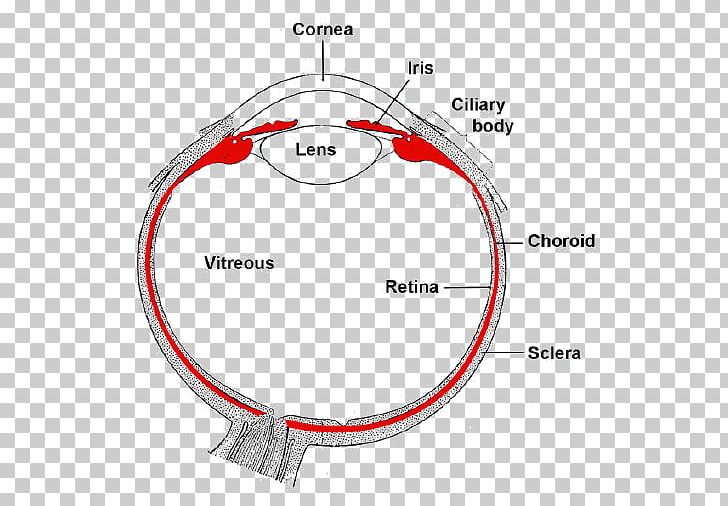 Uvea Iris Human Eye Ciliary Body PNG, Clipart,  Free PNG Download