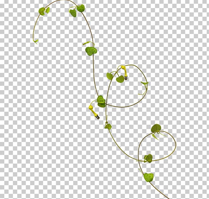 Vine Photography PNG, Clipart, Area, Branch, Calameae, Computer Icons, Data Free PNG Download