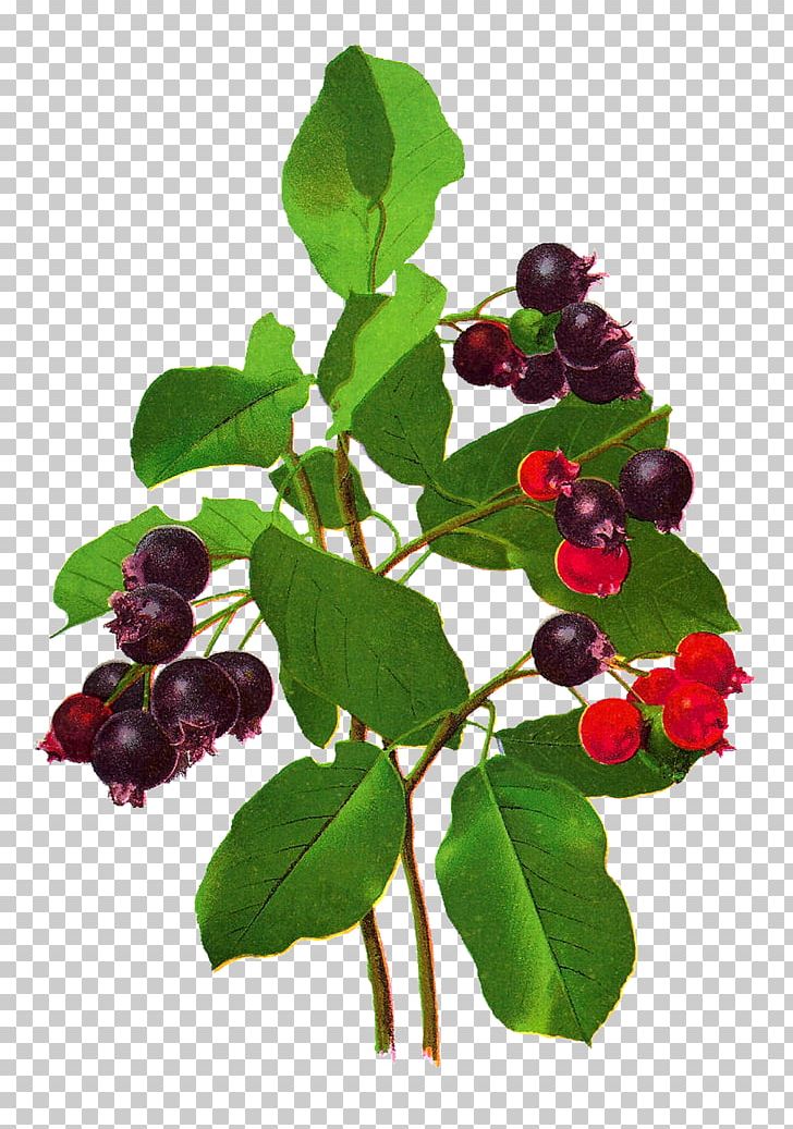 Bilberry Zante Currant Blueberry Fruit PNG, Clipart, Aristotelia Chilensis, Auglis, Berries, Berry, Bilberry Free PNG Download