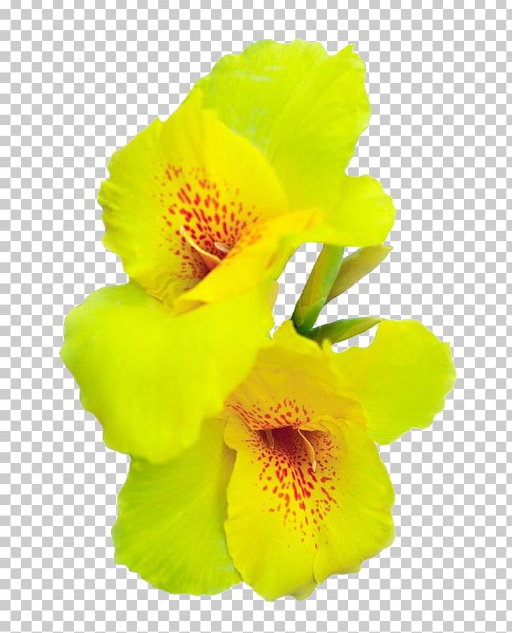 Canna Indica Flower Cannabis Sativa PNG, Clipart, Beautiful, Beautiful Flowers, Big, Big Flower, Canna Free PNG Download
