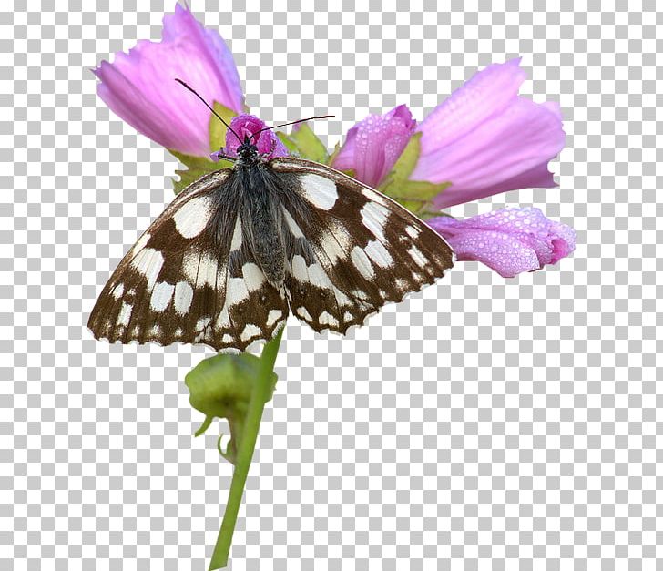 Monarch Butterfly Pieridae Marbled White Brush-footed Butterflies PNG, Clipart, Brush Footed Butterfly, Butterfly, Download, Flower, Flowering Plant Free PNG Download