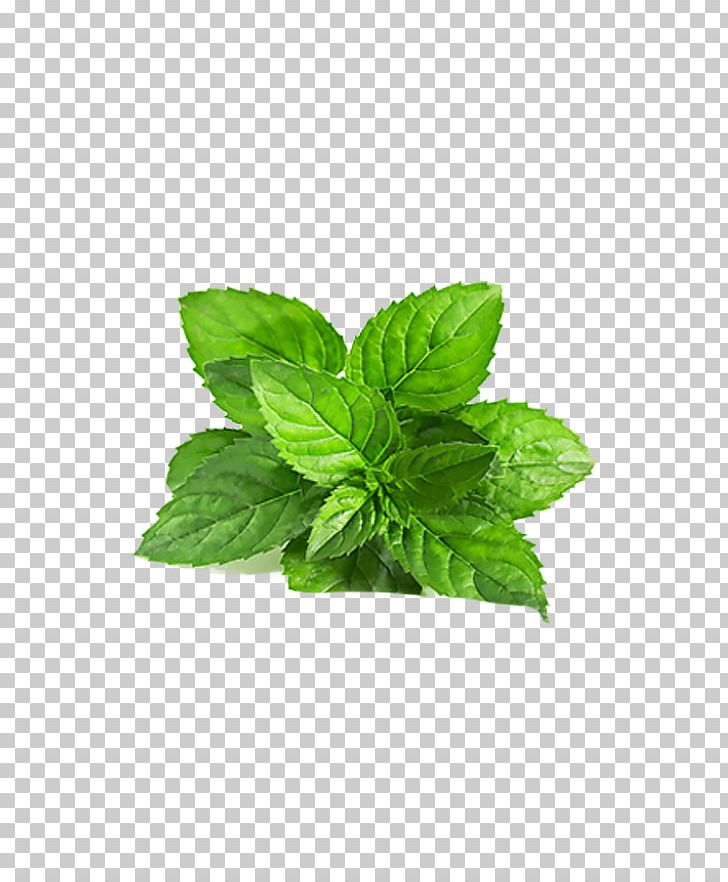 Smoothie Chutney Mentha Arvensis Peppermint Mentha Spicata PNG, Clipart, Basil, Chutney, Curry Tree, Decoration, Extract Free PNG Download