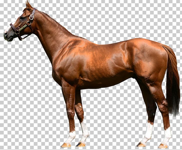 Stallion Arabian Horse Foal Breyer Animal Creations Model Horse PNG, Clipart, 1 Win, Bloodhorse, Bridle, Colt, Derby Free PNG Download