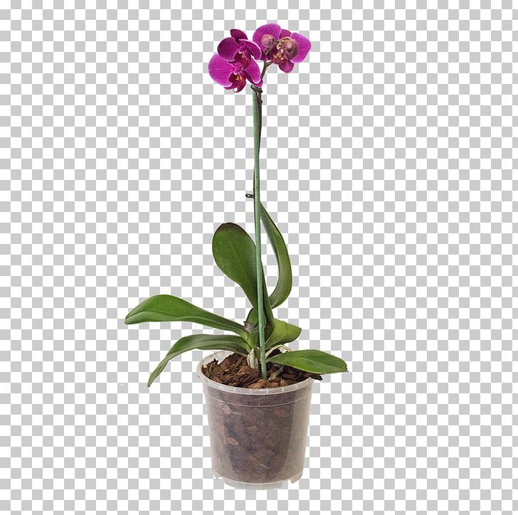 Moth Orchids Flowerpot Substrate Plant PNG, Clipart, Cattleya, Cattleya Orchids, Coir, Crock, Dendrobium Free PNG Download
