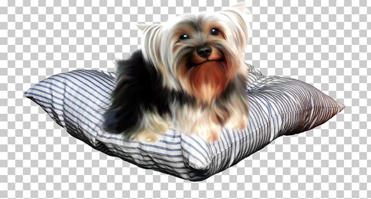 Yorkshire Terrier Australian Silky Terrier Puppy Companion Dog PNG, Clipart, Animal, Animals, Australian Silky Terrier, Belle, Breed Free PNG Download