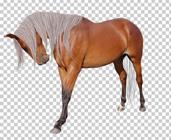 American Paint Horse Andalusian Horse American Miniature Horse Mane Pintabian PNG, Clipart, American Miniature Horse, American Paint Horse, Horse, Horse Harness, Horse Supplies Free PNG Download