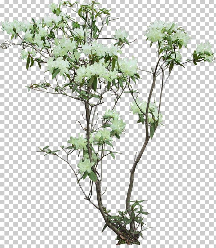 Arecaceae Tree Flowerpot Garden PNG, Clipart, Agac, Arecaceae, Asian Palmyra Palm, Branch, Concrete Free PNG Download