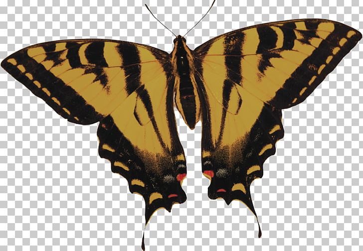 Swallowtail Butterfly Eastern Tiger Swallowtail PNG, Clipart, Arthropod, Black, Brush Footed Butterfly, Butterflies, Butterfly Group Free PNG Download
