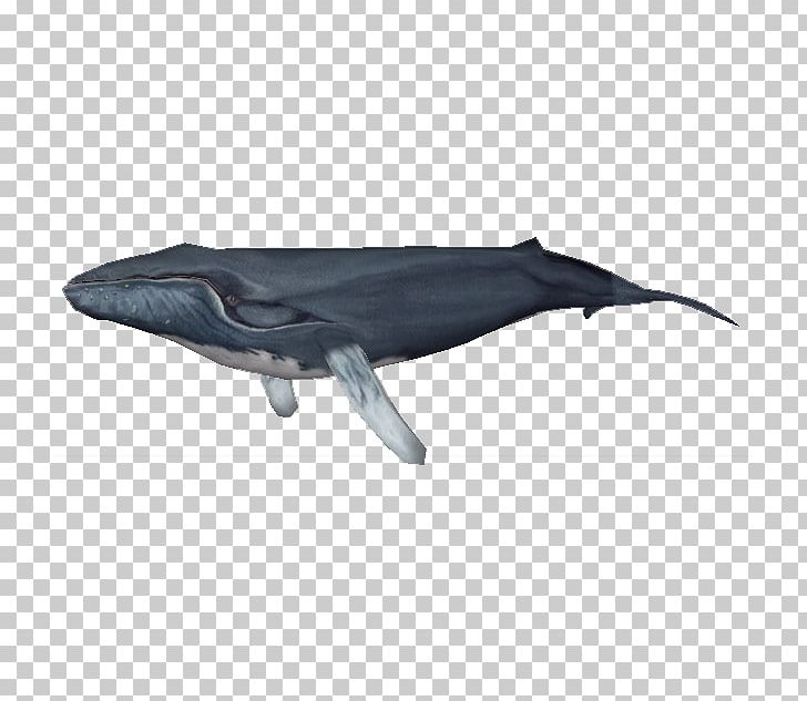 Zoo Tycoon 2 Common Bottlenose Dolphin Tucuxi Porpoise Whale PNG, Clipart, Animals, Blue Whale, Bottlenose Dolphin, Bowhead Whale, Cetacea Free PNG Download