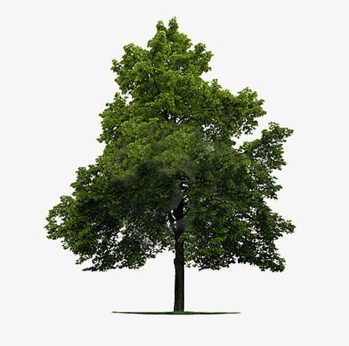 A Linden Tree Material PNG, Clipart, A Clipart, A Tree, Big, Big Tree, Linden Free PNG Download