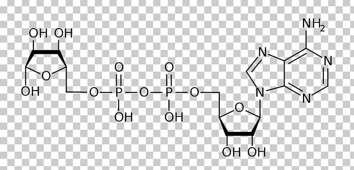 Adenosine Diphosphate Ribose Adenosine Triphosphate PNG, Clipart, Adenosine Diphosphate, Adenosine Diphosphate Ribose, Adenosine Monophosphate, Adenosine Triphosphate, Angle Free PNG Download