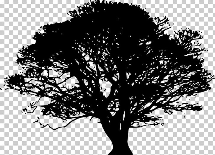Tree Silhouette Art PNG, Clipart, Art, Black And White, Branch, Clip Art, Drawing Free PNG Download