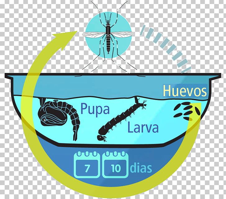 Yellow Fever Mosquito Dengue Fever Zika Virus Chikungunya Virus Infection PNG, Clipart, Aedes, Aqua, Area, Brand, Chikungunya Virus Infection Free PNG Download