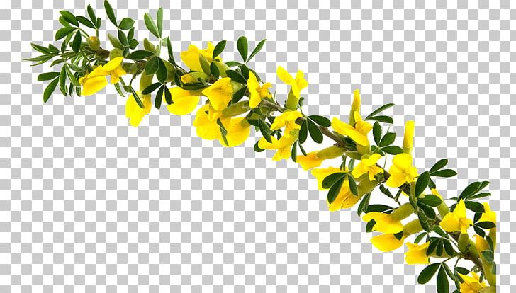 Branch Forsythia Suspensa PNG, Clipart, Branch, Cicekler, Flower, Flowers, Forsythia Free PNG Download