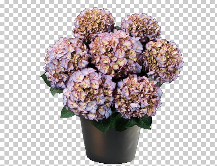 French Hydrangea Panicled Hydrangea Embryophyta Blue Flower PNG, Clipart, Artificial Flower, Blue, Bud, Cornales, Cut Flowers Free PNG Download