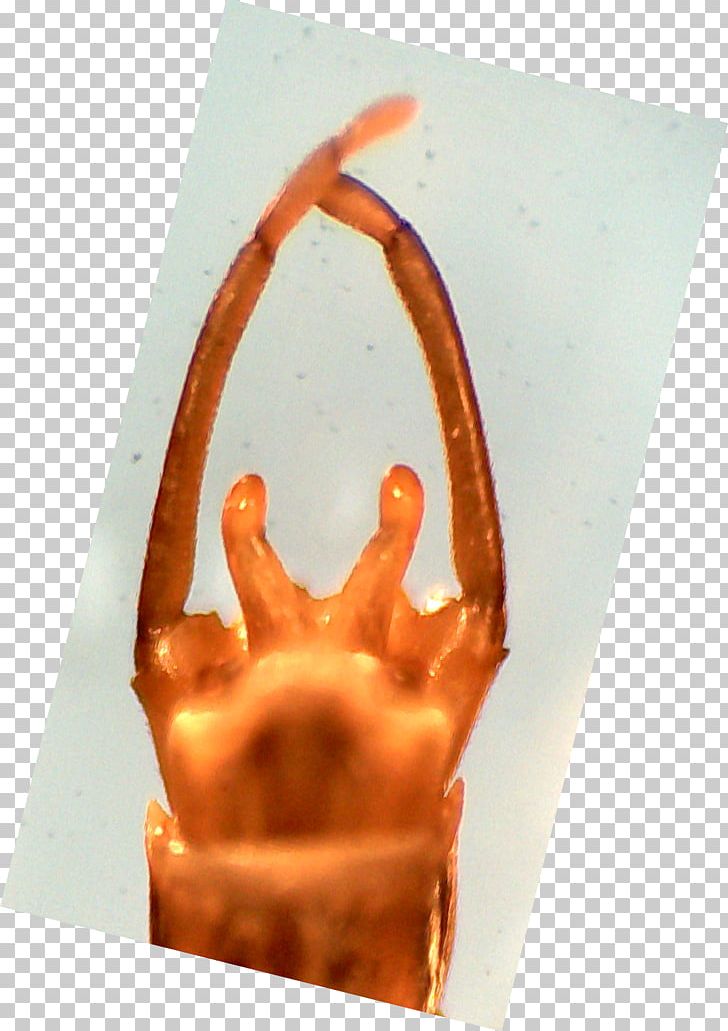 Rhithrogena Soteria Sarcoscypha Jurana Royal Monastery Of San Juan De La Peña Science PNG, Clipart, Biology, Concrete, Finger, Hand, Misterio Free PNG Download