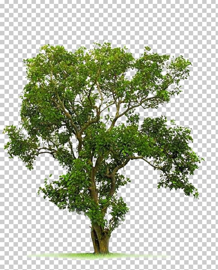 Tree Juglans PNG, Clipart, Autumn Tree, Bodhi, Branch, Christmas Tree, Evergreen Free PNG Download