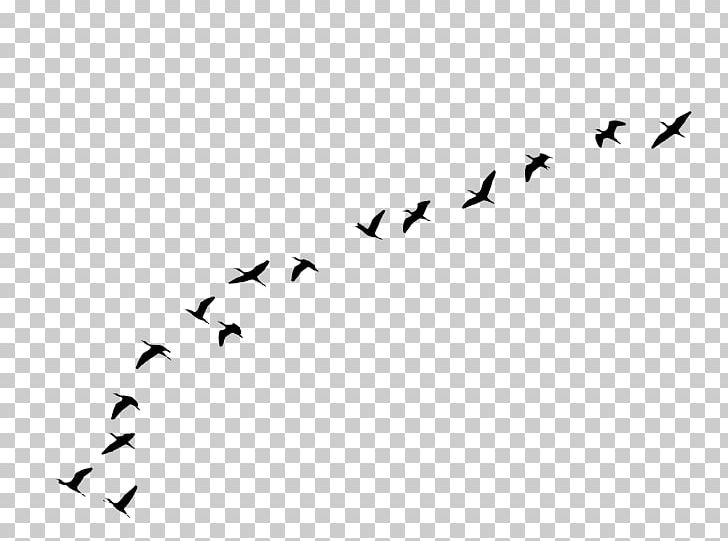 Bird Flight Bird Flight Flock PNG, Clipart, Animal Migration, Animals, Beak, Bird, Bird Flight Free PNG Download