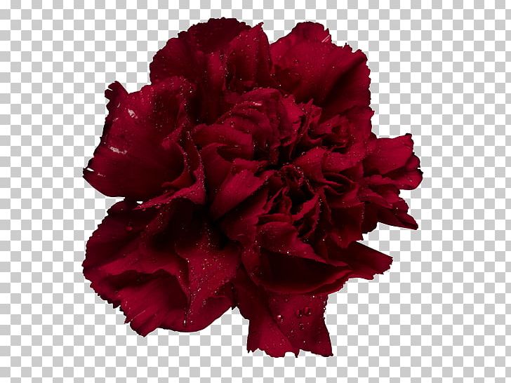Garden Roses Carnation Cut Flowers Adobe Photoshop PNG, Clipart, Birth Flower, Carnation, Cicek, Cut Flowers, Dianthus Free PNG Download