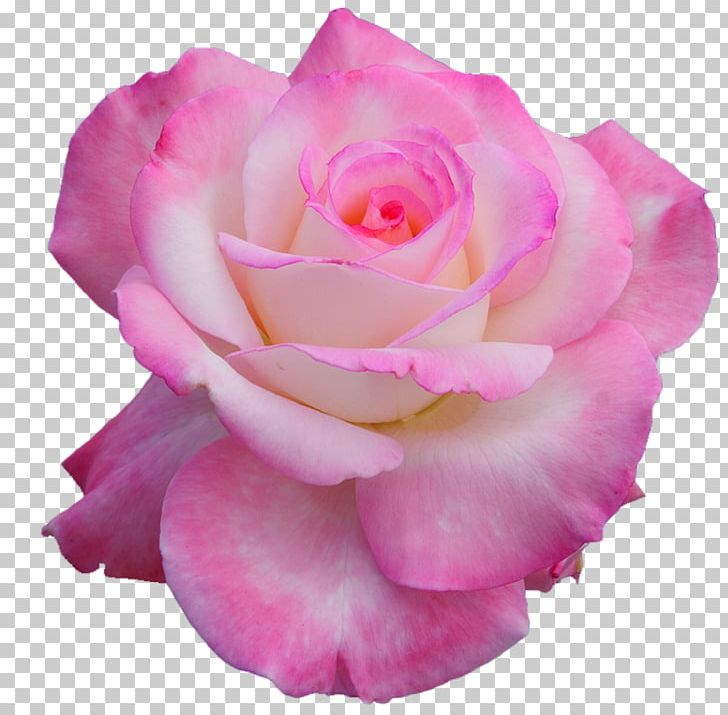 Nancy's Salon Flower Garden Roses Hybrid Tea Rose Petal PNG, Clipart, Blue, China Rose, Cut Flowers, Floribunda, Flower Free PNG Download