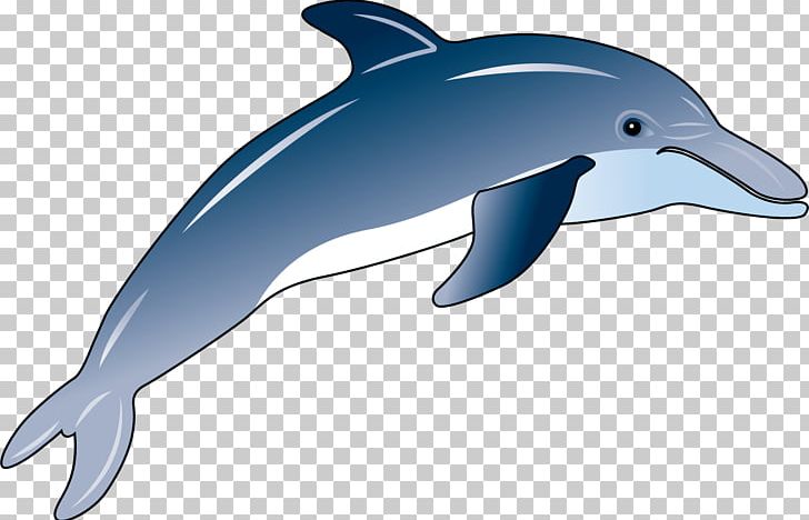 Short-beaked Common Dolphin Wholphin Common Bottlenose Dolphin Rough-toothed Dolphin Tucuxi PNG, Clipart, Animal, Animals, Blue, Fauna, Gradient Free PNG Download