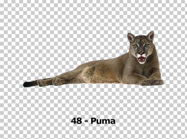 Tiger Lion Leopard Cougar Cat PNG, Clipart, Animal, Animals, Big Cats, Bird, Black Panther Free PNG Download