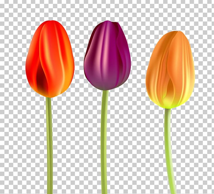 Tulip Flower Petal Plant Stem PNG, Clipart, Blog, Depositphotos, Flower, Flowering Plant, Flowers Free PNG Download