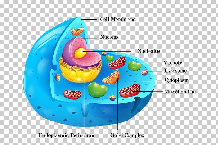 Cèl·lula Animal Plant Cell Cell Wall Organelle PNG, Clipart, Anatomy, Animal, Cell, Cell Membrane, Cell Wall Free PNG Download