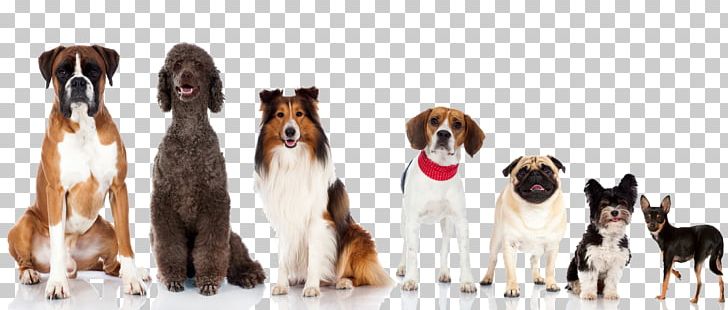 Dog Breed Cat Struppi Fix Purebred Dog Groomer PNG, Clipart, Animal, Animal Figure, Animals, Breed, Carnivoran Free PNG Download