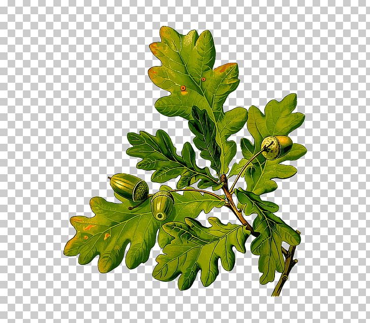 English Oak Portable Network Graphics Leaf Acorn PNG, Clipart, Acorn, Autumn Leaf Color, Branch, English Oak, Fagales Free PNG Download