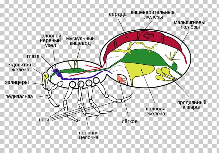Spider Animal Arthropod Pedipalp Scorpion PNG, Clipart, Angle, Angulate Orbweavers, Animal, Apparato Digerente, Arachnid Free PNG Download