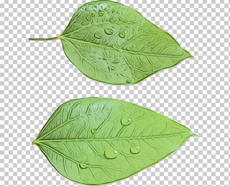 Transparency Autumn Leaf Color Design Aesthetic Leaves PNG, Clipart, Aesthetic Leaves, Autumn Leaf Color, Flower, Herb, Leaf Free PNG Download