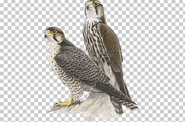 Falcon PNG, Clipart, Accipitriformes, Beak, Bird, Bird Of Prey, Buzzard Free PNG Download