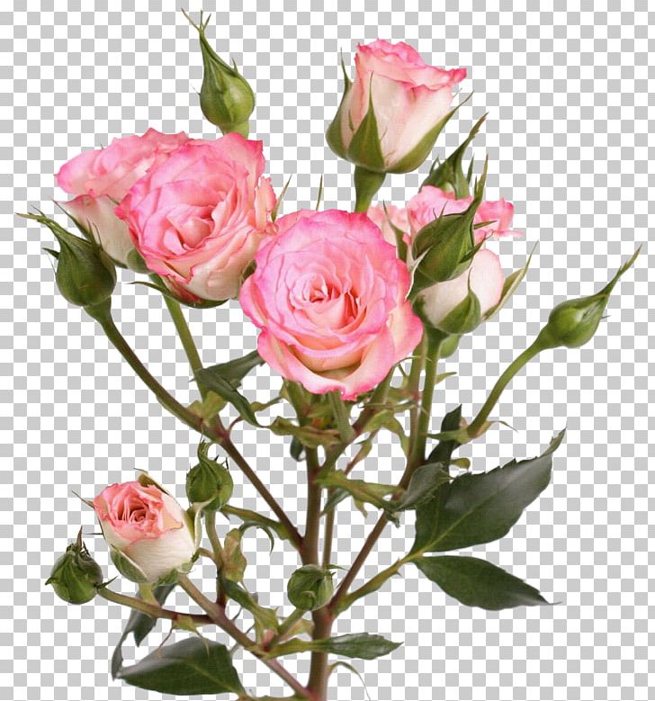Garden Roses Flower Centifolia Roses PNG, Clipart, Branch, Bud, Centifolia Roses, Concepteur, Cut Flowers Free PNG Download