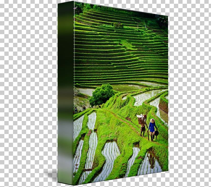 Bali Gallery Wrap Ecosystem Canvas Art PNG, Clipart, Art, Bali, Canvas, Ecosystem, Flora Free PNG Download