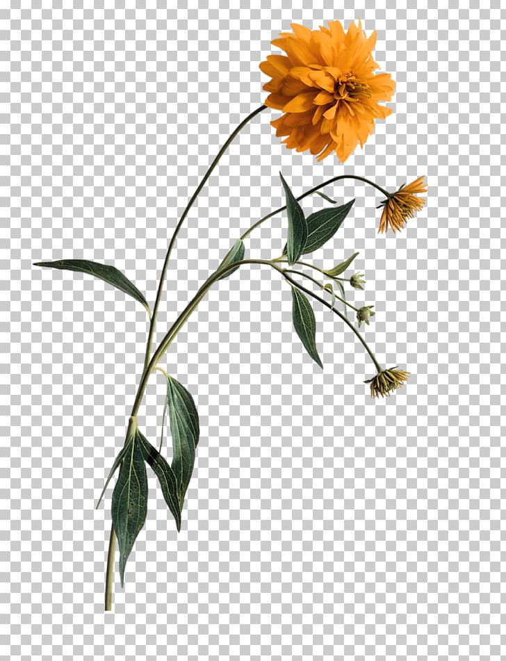 Flower PNG, Clipart, Branch, Chrysanthemum, Chrysanthemum Chrysanthemum, Chrysanthemums, Flower Arranging Free PNG Download