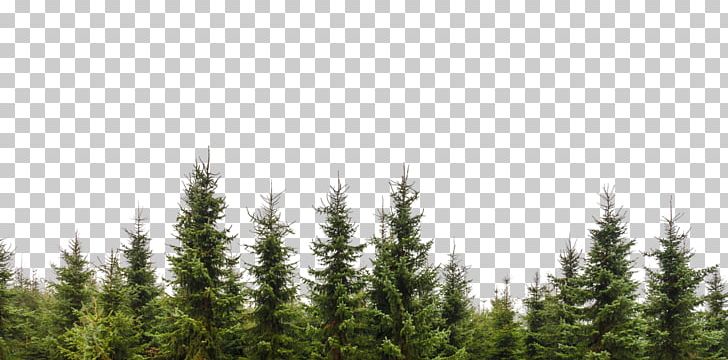 Tree Evergreen Conifers Forest Branch PNG, Clipart, Beck, Biome, Christmas Tree, Color, Conifer Free PNG Download