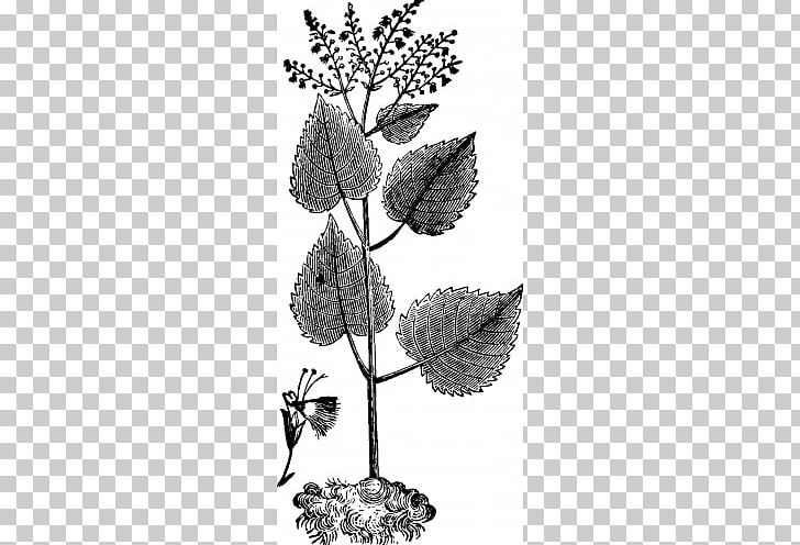 Twig Baptisia Tinctoria Flowering Plant /m/02csf PNG, Clipart, Baptisia, Black And White, Branch, Code, Drawing Free PNG Download
