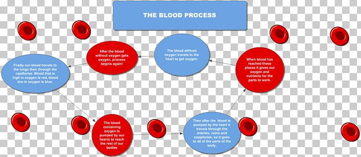 Flowchart Diagram Circulatory System Coagulation Blood PNG, Clipart, Anatomy, Blood, Blood Vessel, Brand, Chart Free PNG Download